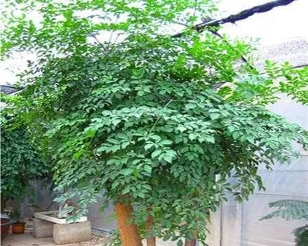 家里种榕树详解（种植、养护、景观的全过程）