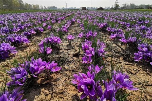 藏红花种植全攻略：从播种到采收的每一个细节