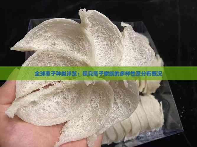 全球燕子种类详览：探究燕子家族的多样性及分布概况