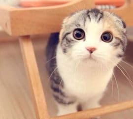 蓝斑折耳猫饲养全攻略：从选购到日常护理的全方位指南