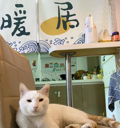 如何建立与流浪猫之间的信任感（建立流浪猫信任感的三个关键点）