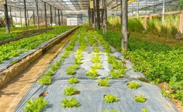 新技术让蔬菜增产最高达300%，气肥和芸苔素成增产利器