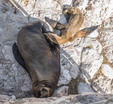 15-16高考生物一轮复习被子植物的个体发育知识点