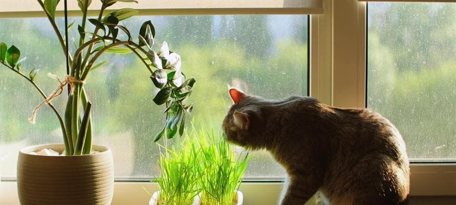 猫吃草是怎么回事？对猫咪健康有何影响？