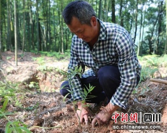 泸州纳溪：林下套种中药材 闲置土地生出“金”