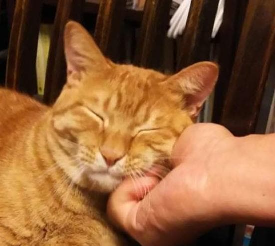 营造温馨环境，保持规律生活，猫咪更安心。