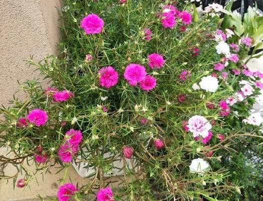 向日葵开花结果时间详解（从生长周期到萌芽期，了解向日葵开花结果的所有信息）