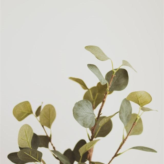 室内植物需要多少光照？