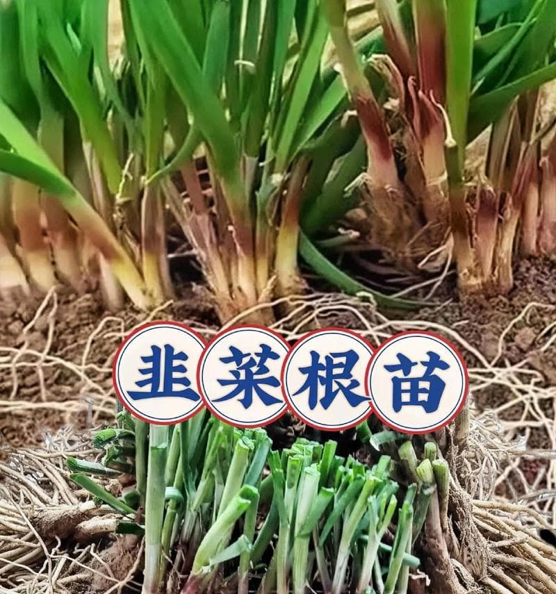 探究韭菜的生命周期及其影响因素