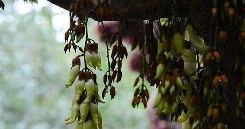 禾雀花种子怎么种（禾雀花的种植方法讲解）