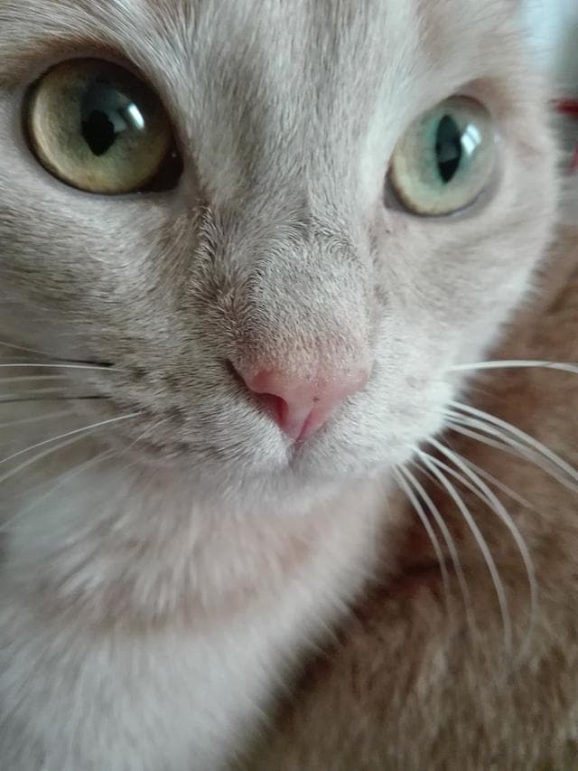 猫咪会流眼泪吗？是什么原因？