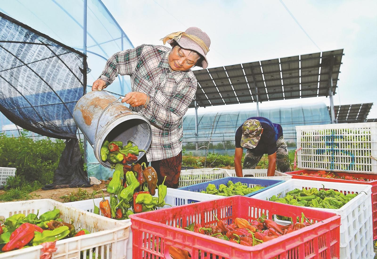 【双城记】蒙城菜园+上海餐桌
