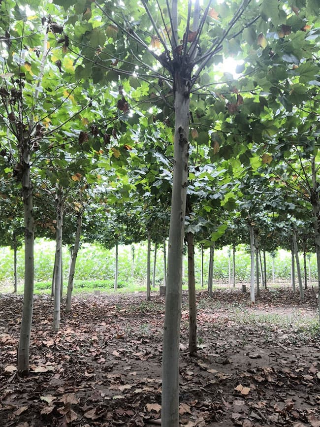 北方农村种什么树最有前景？北方既耐寒又名贵树种