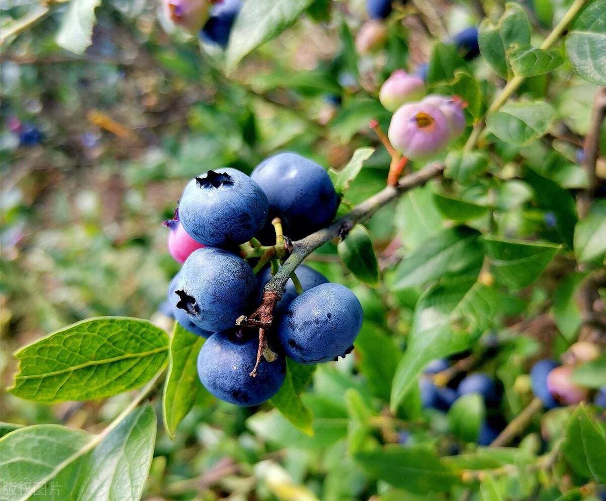 如何科学种植蓝莓？果实香甜、产量高的种植诀窍！