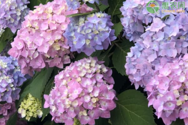 绣球花怎样扦插繁殖？