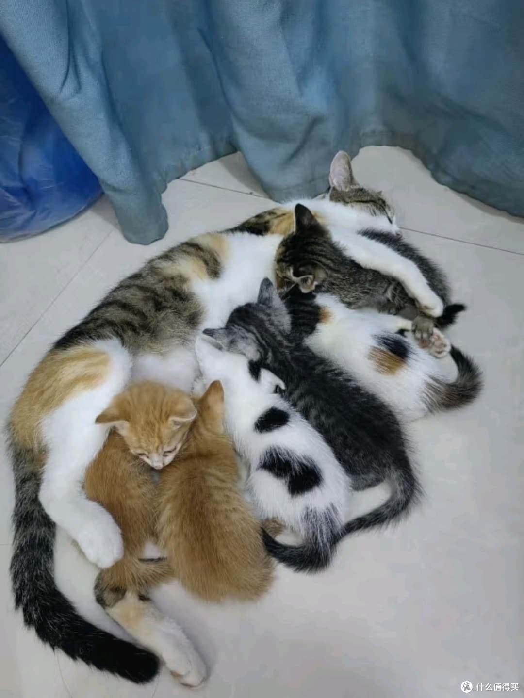 猫咪的快乐之猫粮