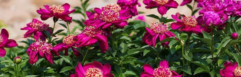 芍药——优雅典雅的国花（探秘芍药的种类、特点及栽培方法）