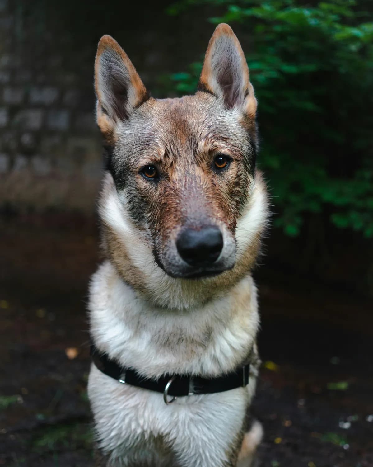 狼青犬训练秘籍：打造忠诚可爱的宠物狗