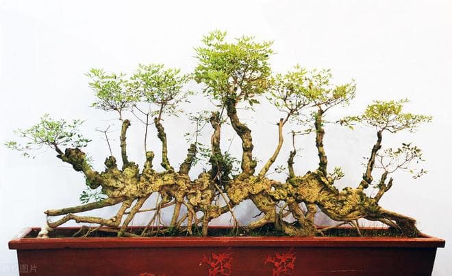 黄荆盆景养护全攻略：细节决定成败的秘籍
