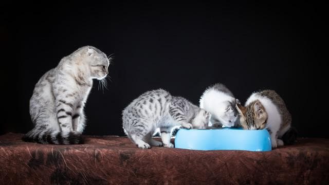 猫饭怎么做 自制猫饭的简单做法 猫饭可以代替猫粮吗