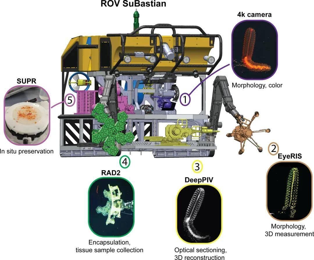 突破！深海生物学：革命性数字综合研究方法