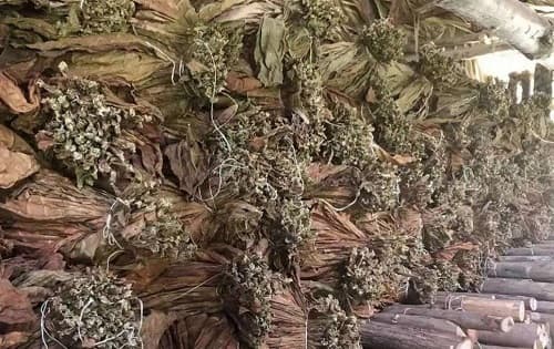 烟叶陈化的目的和过程