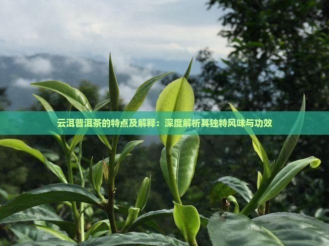 云洱普洱茶的特点及解释：深度解析其独特风味与功效