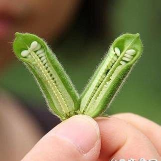 芝麻油和香油是同一种东西吗？黑芝麻油好还是白芝麻油好？