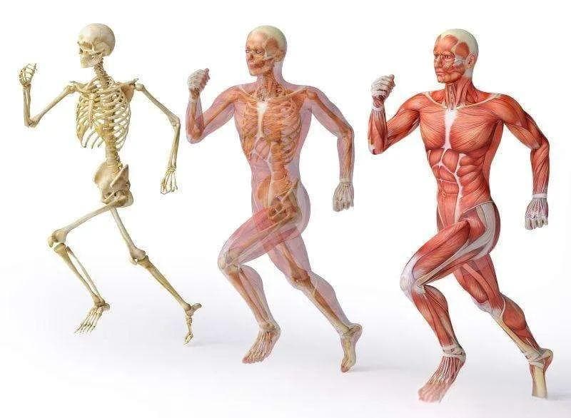 清华大学发布MS-Human-700：全球最完整人体全身肌骨模型