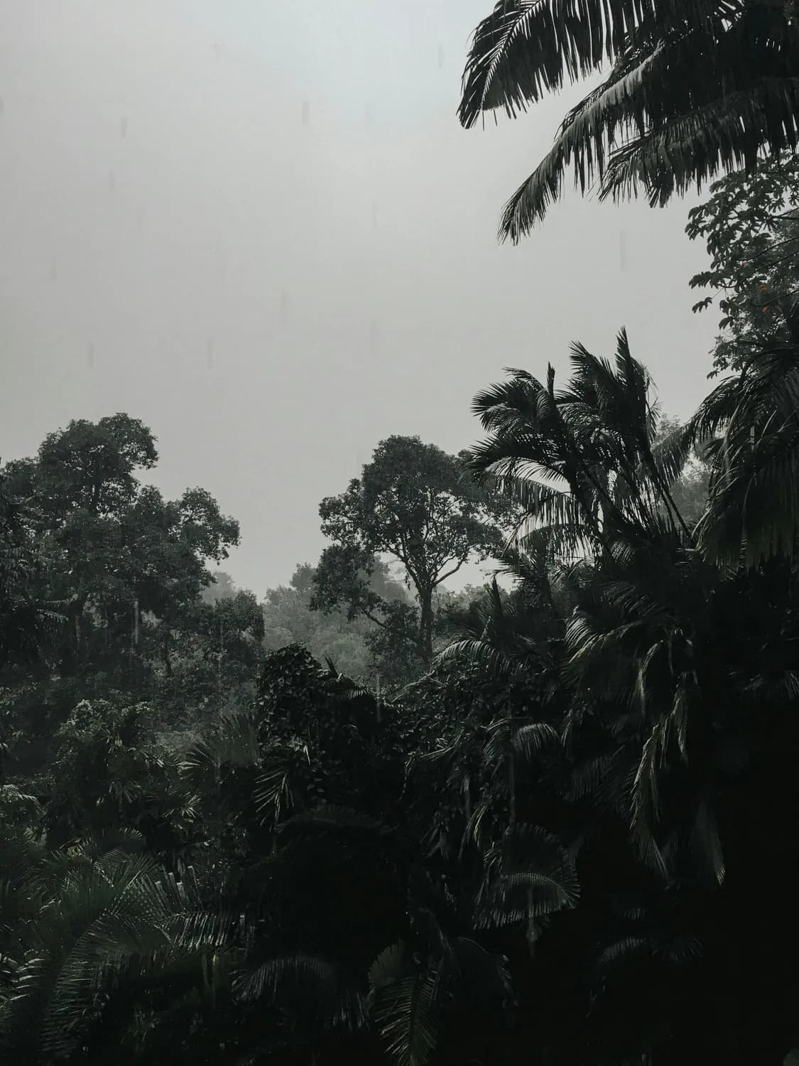 泰国南部：高温多雨的热带雨林气候