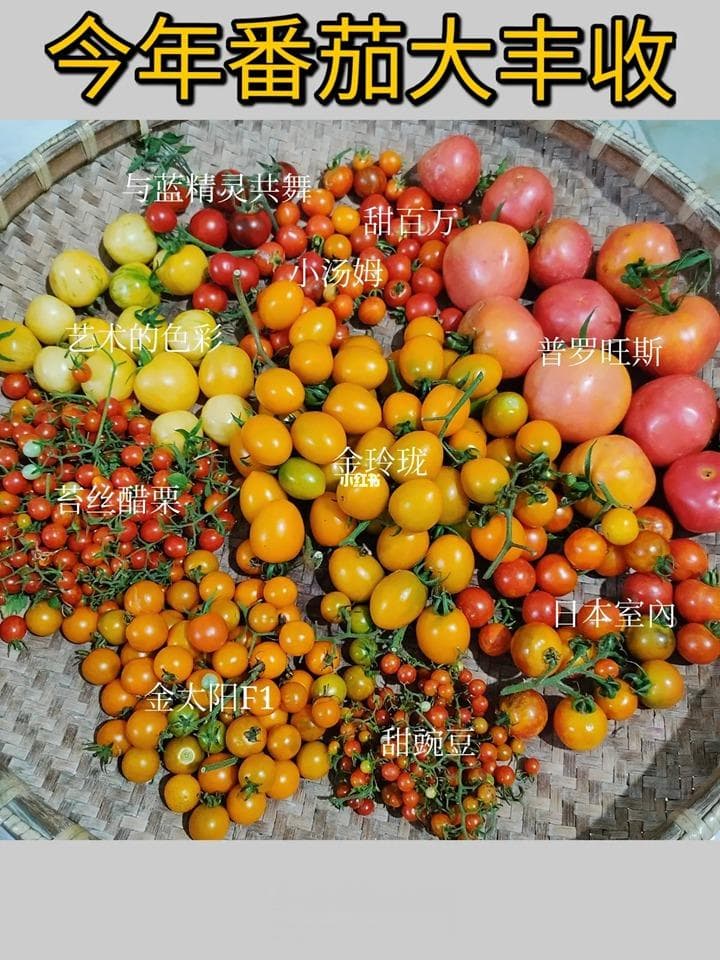 网红品种番茄种植体验+品种口味测评