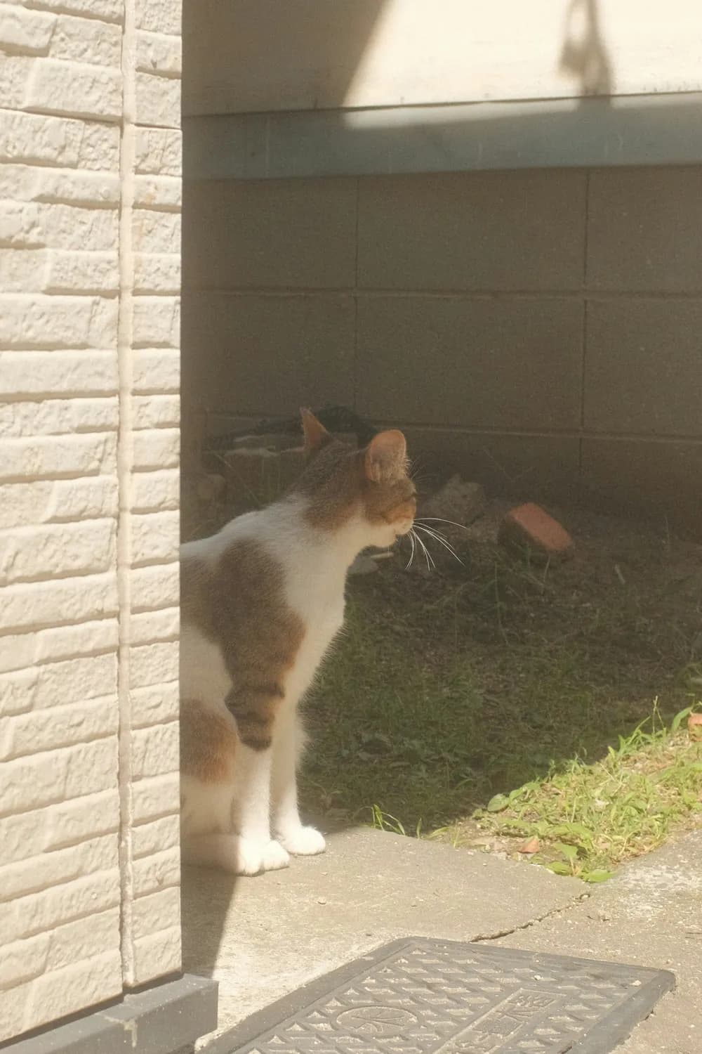 猫咪也能爱上胡萝卜和南瓜？