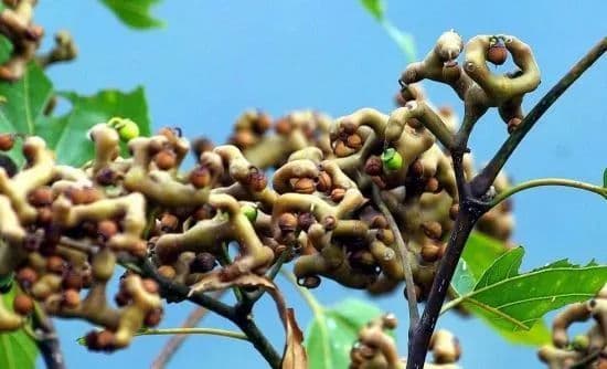 拐枣：一种常见的落叶乔木