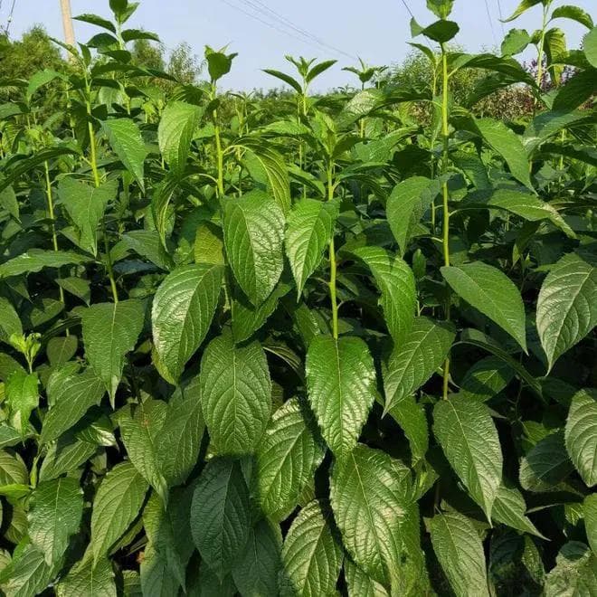 杜仲叶食品应用：揭秘与健康的秘密联系