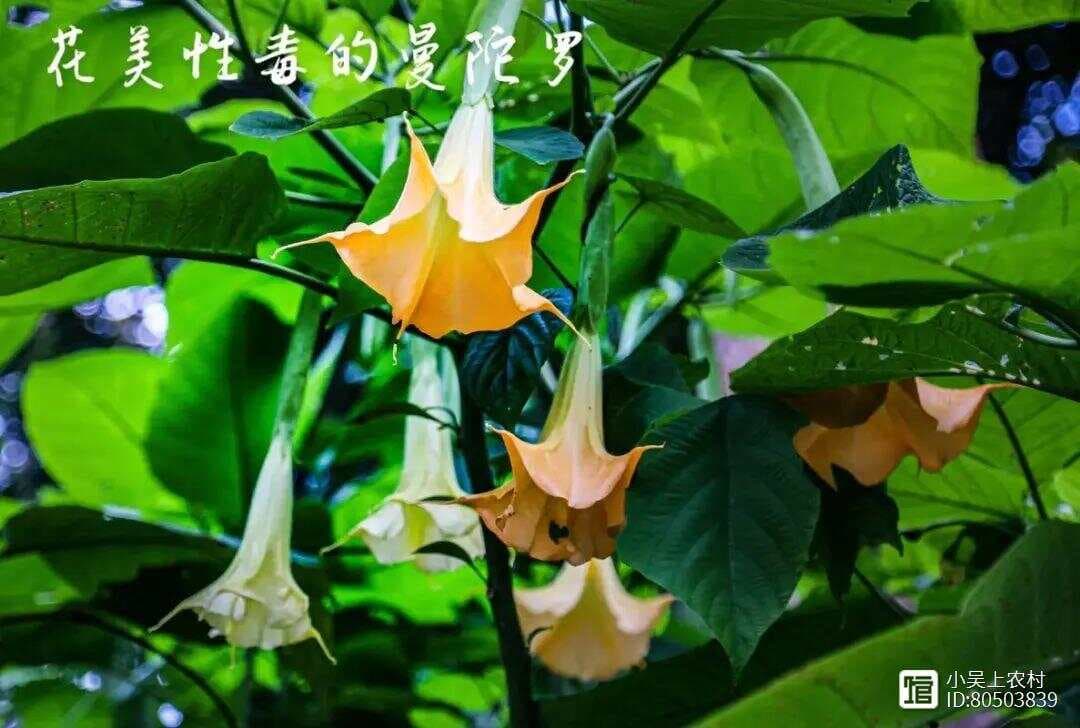 曼陀罗：世界第一毒花，全株有毒，同时也有重要作用