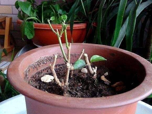 养好茉莉花，怎么浇水施肥？1个小技巧，花开爆盆，长成大花树