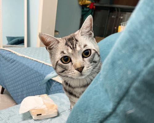 如何解决家里猫咪的孤独问题（宠物陪伴、搭建游乐场、社交训练等多种方法）