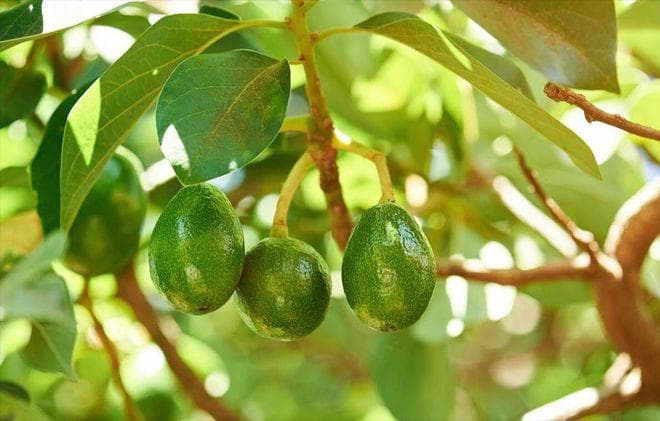 牛油果核水培种植方法