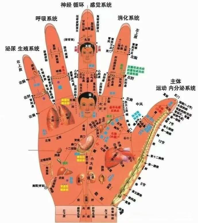 中医手诊全息图（建议收藏）