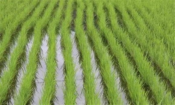 水稻生长过程详解：从育苗到成熟的六个关键时期