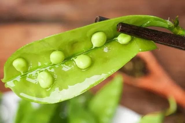人们常说的“荷兰豆”是一种豌豆还是黄豆？