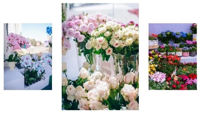 花开斗南 香飘世界｜展出1000多个品种，新优特品种成新宠