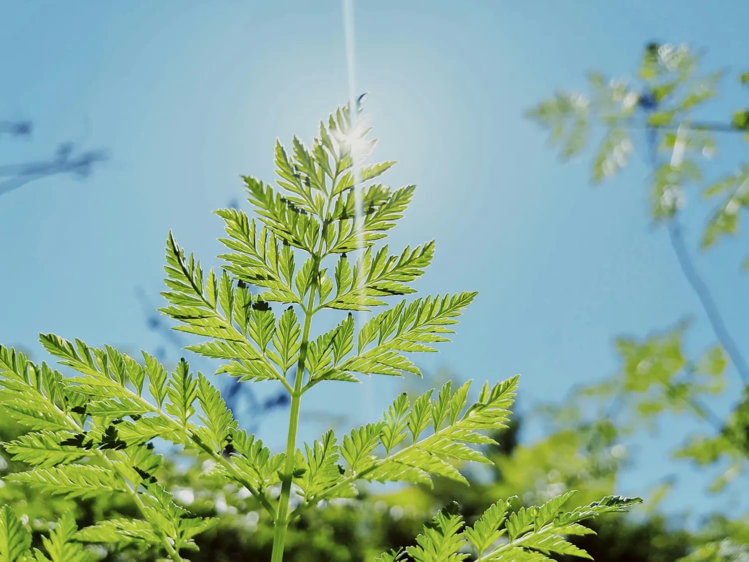 黄芪：皮肤科医生的新宠儿？