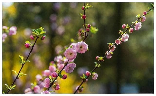 从春景到人生：解读张耒《早春》诗的意境与情感