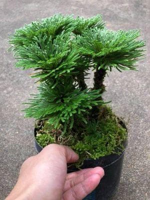 卷柏的种植方法？如何种好卷柏