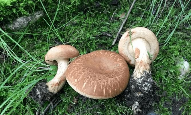一文读懂：如何辨别蘑菇是否变质？