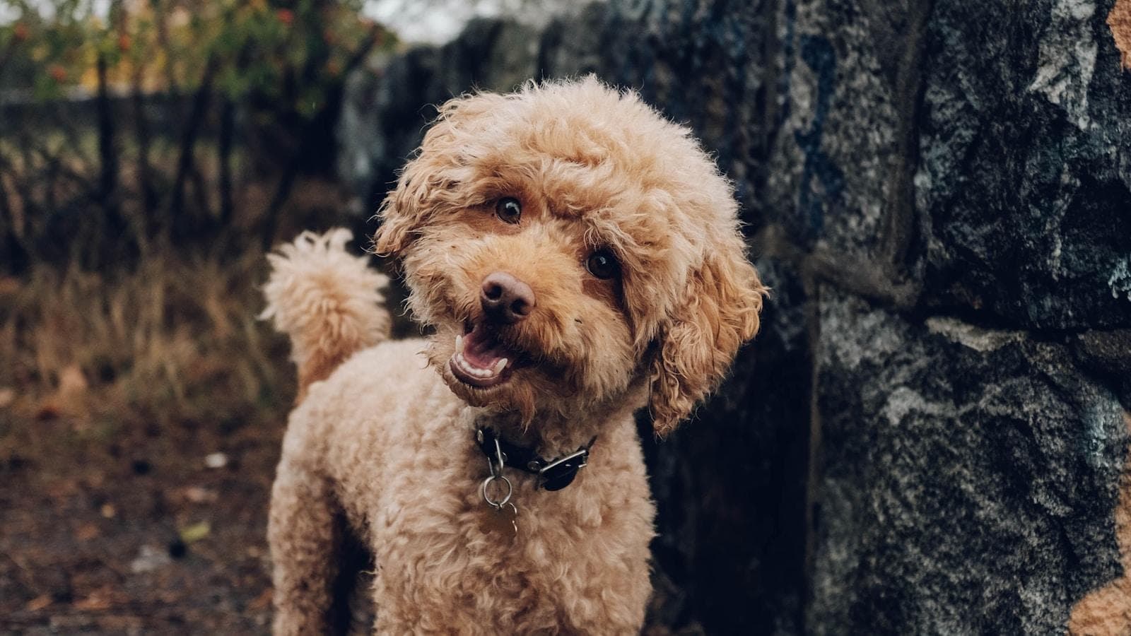 小型犬需要每天运动多长时间