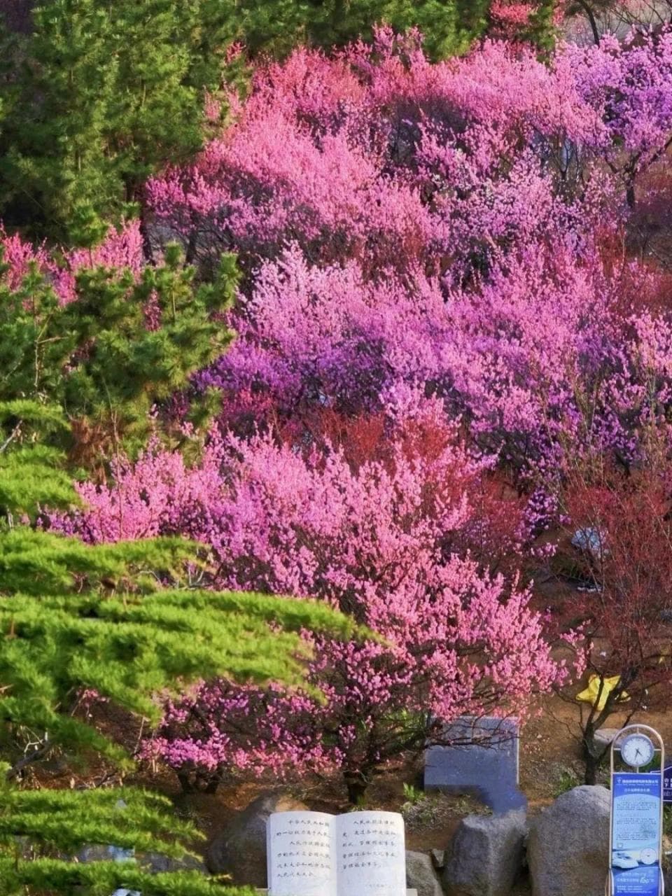 四月烟台南山公园：梅花如云似霓，摄影达人必去