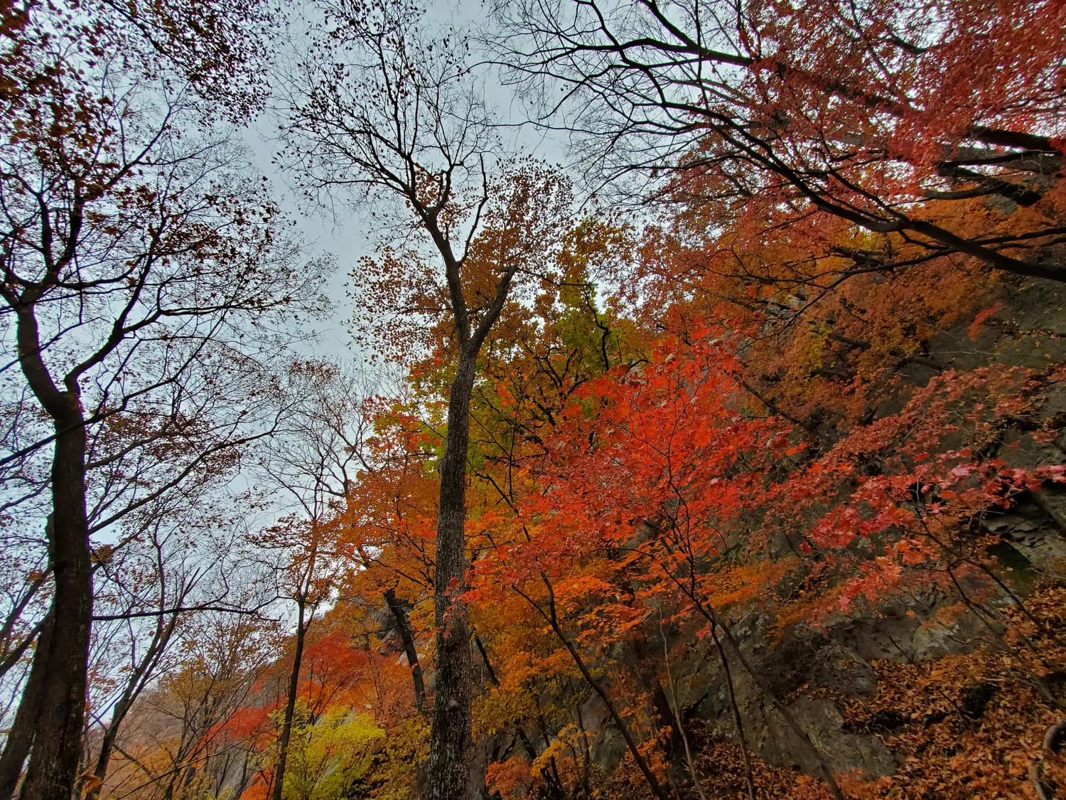 探秘务川红叶峡谷的绝美秋景