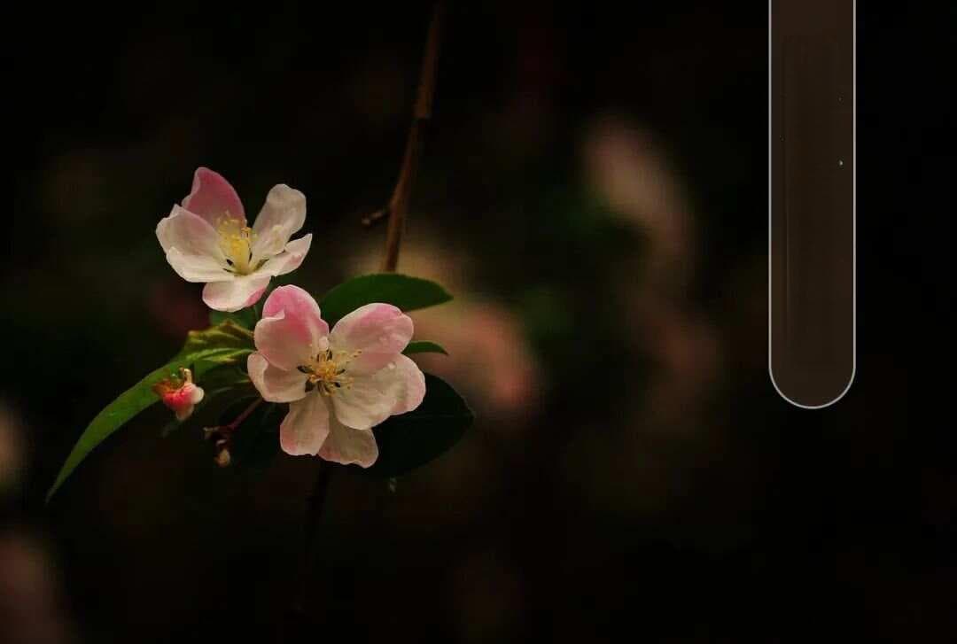 【悦读】宋·苏轼《花影》赏析及同步练习